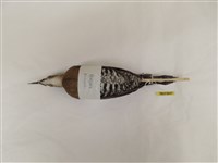 灰腳秧雞藏品圖，第2張
